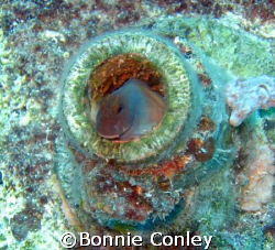 I caught this Blenny on a wreck in St. Maarten.  Photo ta... by Bonnie Conley 